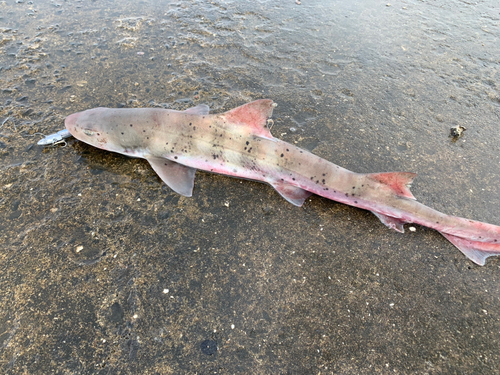 ネコザメの釣果