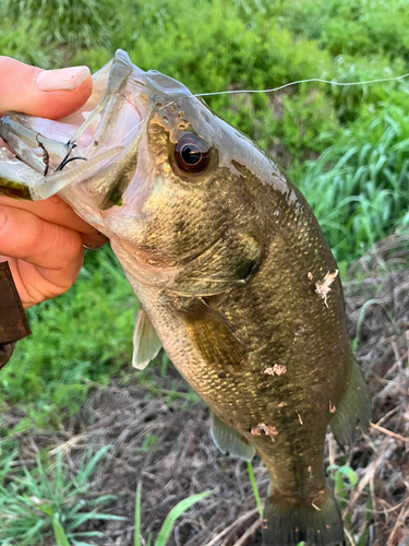 ラージマウスバスの釣果