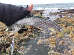 アメマスの釣果