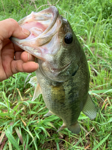 ラージマウスバスの釣果