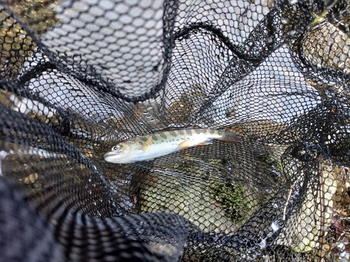 アマゴの釣果