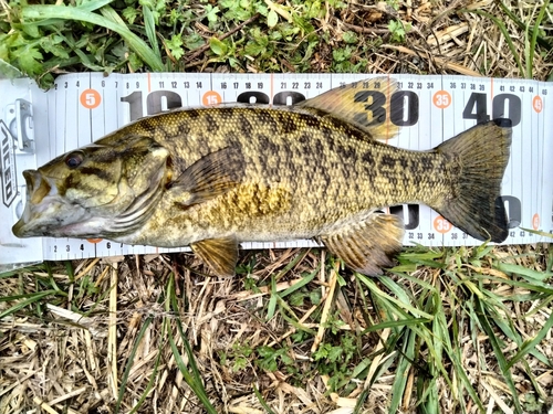 スモールマウスバスの釣果