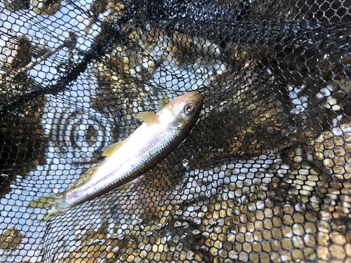 カワムツの釣果