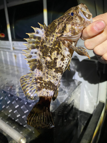 タケノコメバルの釣果