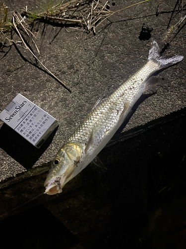 ニゴイの釣果