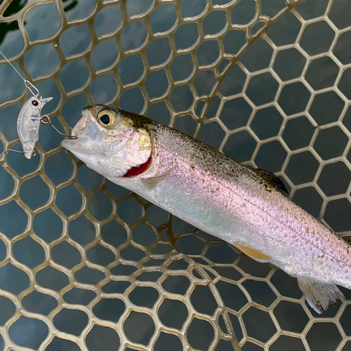 ニジマスの釣果