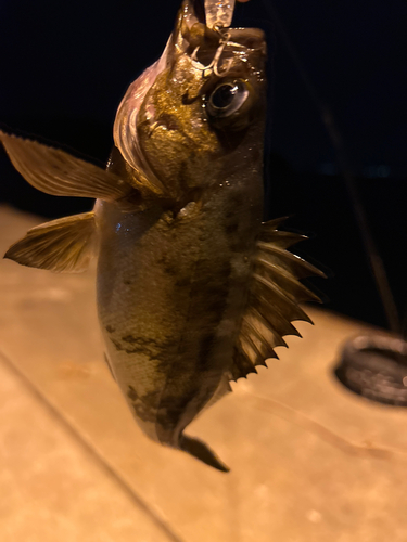 メバルの釣果