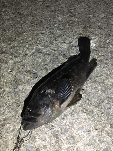 クロソイの釣果