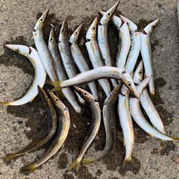 犬吠埼で釣れたウミタナゴの釣り・釣果情報 - アングラーズ