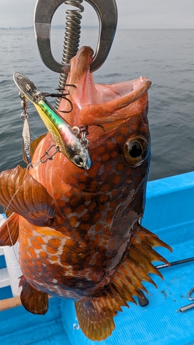 アコウの釣果