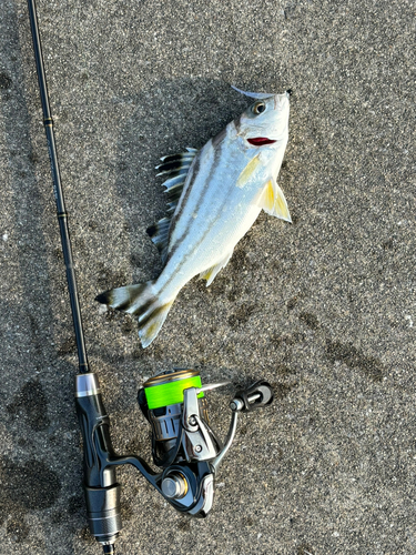 クワガナーの釣果