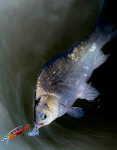 フナの釣果