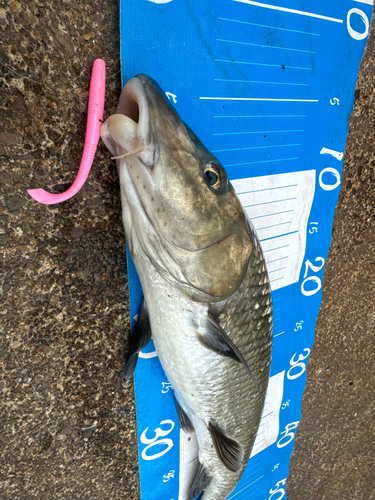 ニゴイの釣果