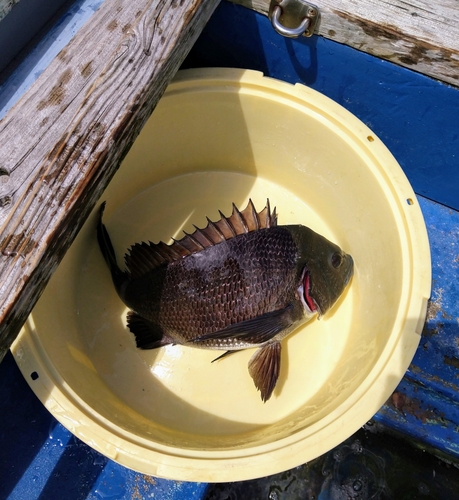 クロダイの釣果