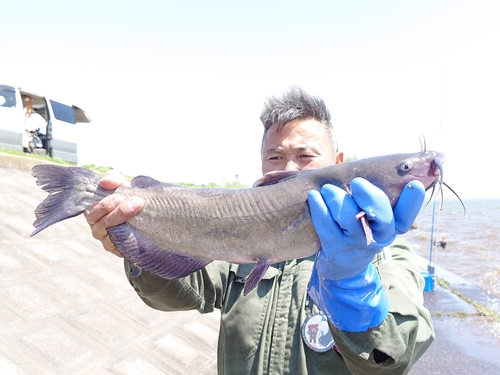 アメリカナマズの釣果