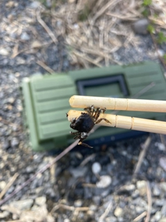 カニの釣果