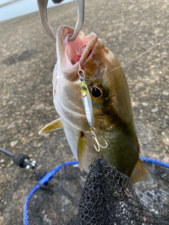 ネリゴの釣果