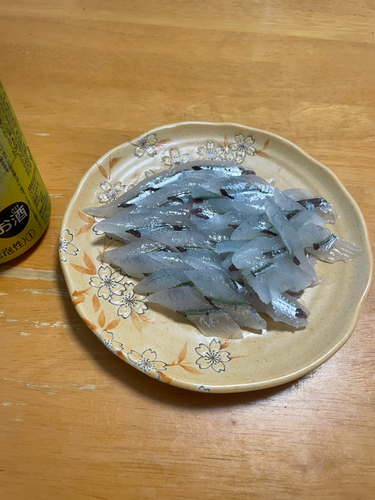 サヨリの釣果