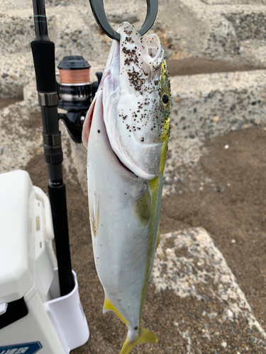 イナダの釣果