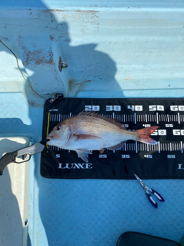 マダイの釣果