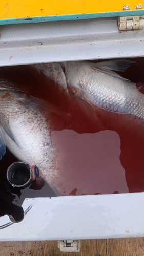 タイの釣果