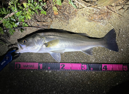 シーバスの釣果