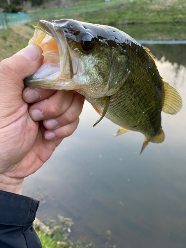 クロソイの釣果