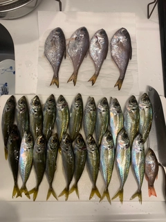 アジの釣果