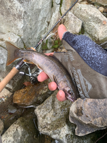 イワナの釣果