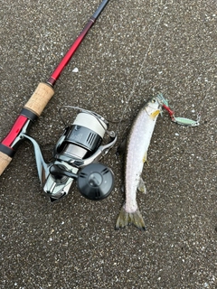 アメマスの釣果