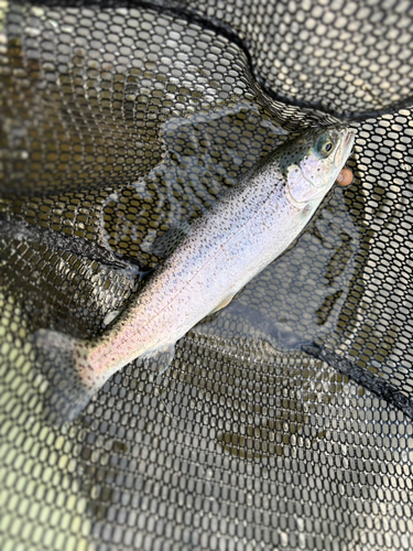 ニジマスの釣果