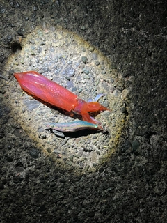 ケンサキイカの釣果