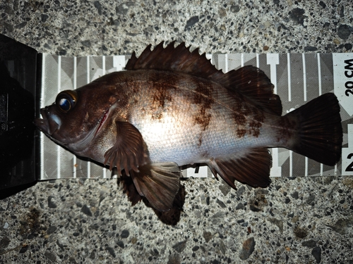 メバルの釣果