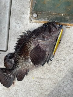 キツネメバルの釣果