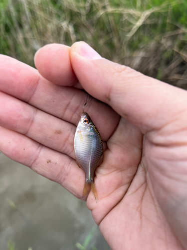 タイリクバラタナゴの釣果