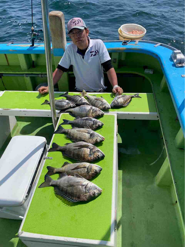 クロダイの釣果