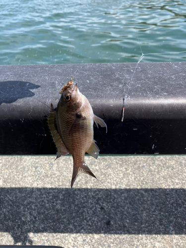 スズメダイの釣果