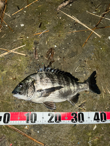 クロダイの釣果