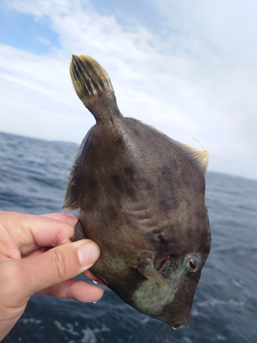 カワハギの釣果