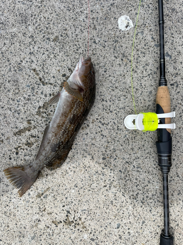 アイナメの釣果