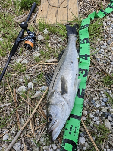 スズキの釣果