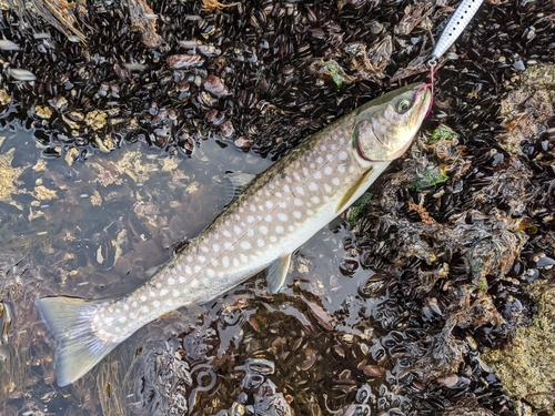 アメマスの釣果