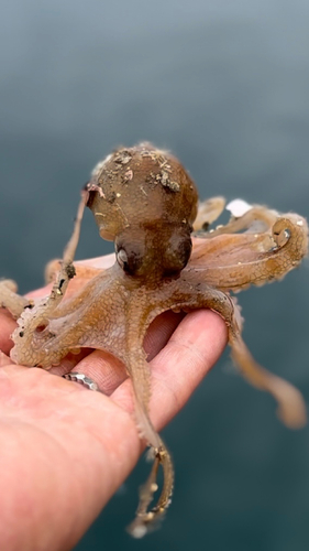 タコの釣果