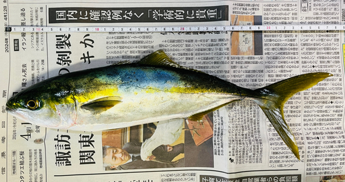 ワカシの釣果