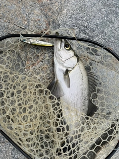 ハネ(ヒラスズキ)の釣果