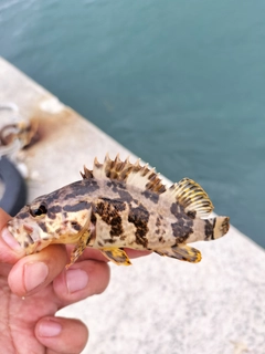 タケノコメバルの釣果