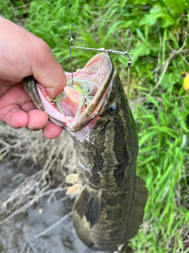 ライギョの釣果