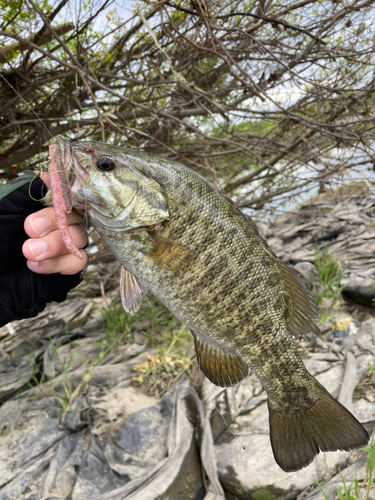 スモールマウスバスの釣果