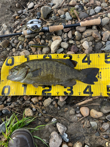 スモールマウスバスの釣果