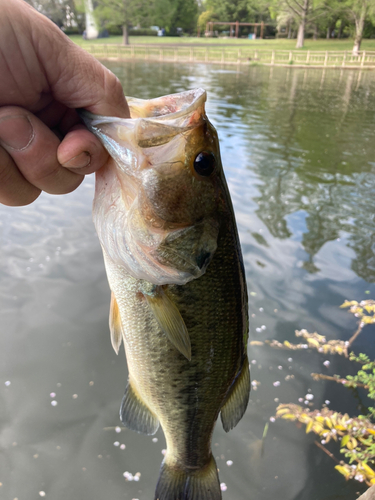 ラージマウスバスの釣果